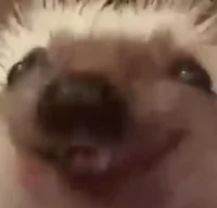 smug hedgehog