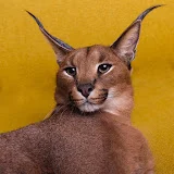 Pumba Caracal