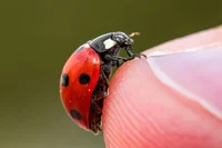 Your ladybug 