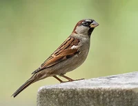 Loyal sparrow 
