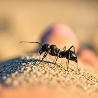 Worker ant on beach