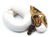 ball python