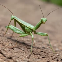Giant mantis pet 