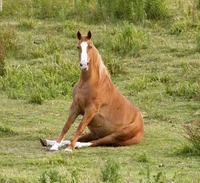 Your wife is a horse