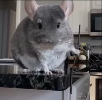 Stick katana hamster