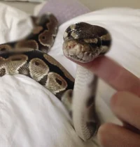 Beedy your pet snake