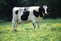 Mother cow