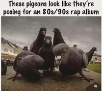 Thug pigeons