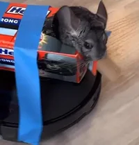 Tank chinchilla 