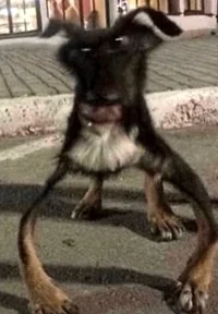 weird dog