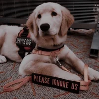 Service Dog Maverick