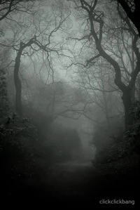 Lost in a Forest