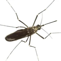 Mosquito 