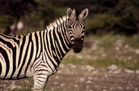 Plains Zebra 
