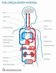the human body