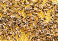angry swarm of bees