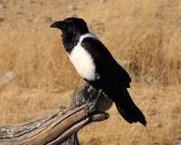 Pied Crow
