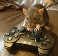 Rat