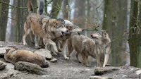 Wolf Pack 