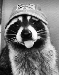 Raccoon 