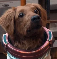 Cosmo The Spacedog
