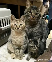 Cat family