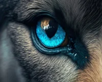 Wolf eyes
