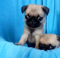 The CUTER Puggy 