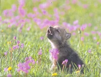 wolf cub