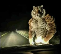 muscular tiger