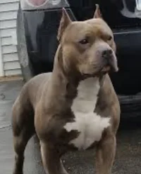 Average pitbull