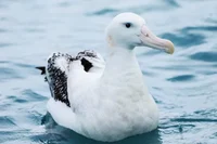 Albatroz