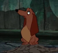 Dachsie