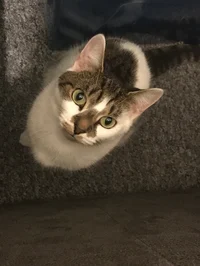 my cat
