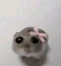 Hamster meme