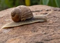 Immortal snail