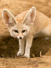 Fennec Fox
