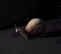 Immortal Snail
