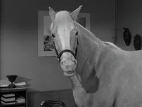 mr ed 
