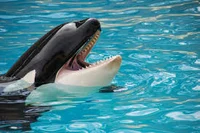Mr orca