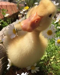 Duckling 