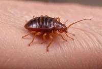 Tickle bedbug