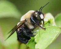 Carpenter Bee