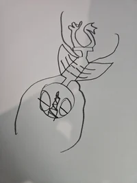 Aquaterroris Parapis