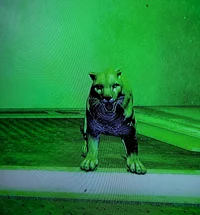 Experimented courgar