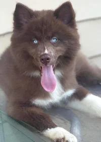 Heidis dog