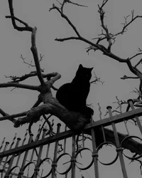 Raven