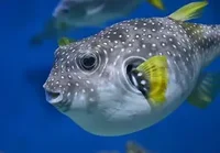 Puffer Fishy 