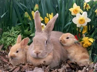 Family- Bunny