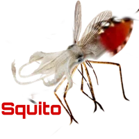 Squito
